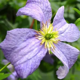 clematis-emilia-plater-viticella-poj-4l
