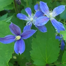 clematis-arabella-bylinowy-okrywowy-w-poj-4l