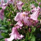 clematis-alionushka-poj-4l