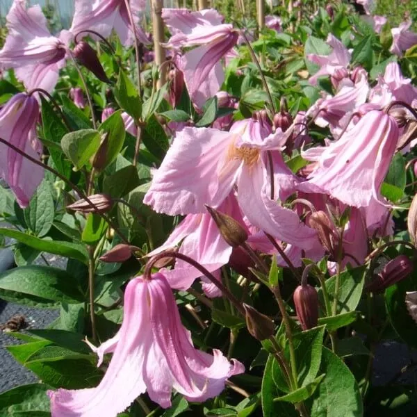clematis-alionushka-poj-4l