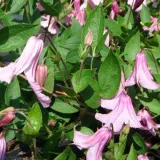 clematis-alionushka-poj-4l-rodzaj-rosliny-powojnik