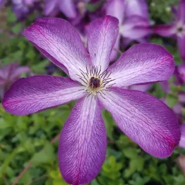 clematis-venosa-violacea-poj-4-l