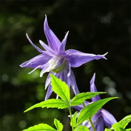 clematis-maidwell-hall-poj-4l