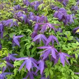 clematis-maidwell-hall-poj-4l-rodzaj-rosliny-powojnik