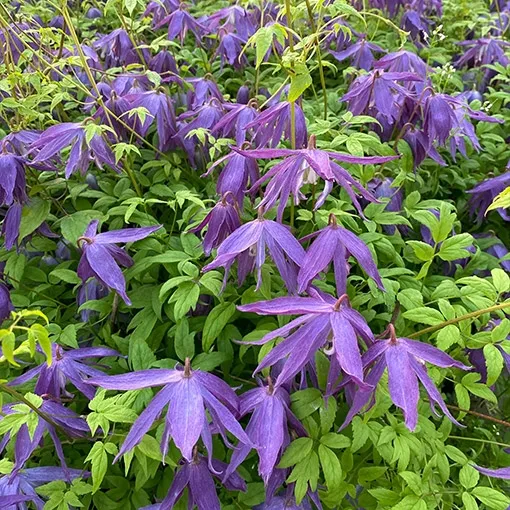 clematis-maidwell-hall-poj-4l-rodzaj-rosliny-powojnik