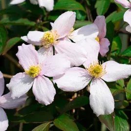 clematis-gorski-montana-tetrarose-poj-p9-c1