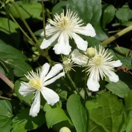 clematis-paul-farges-botaniczny-pachnacy-poj-4l