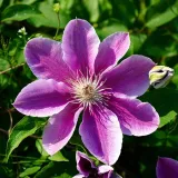 clematis-bees-jubilee-poj-4-l-rodzaj-rosliny-powojnik