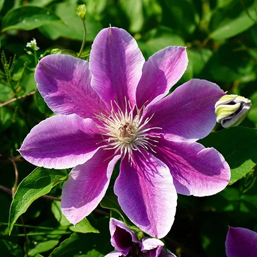 clematis-bees-jubilee-poj-4-l-rodzaj-rosliny-powojnik