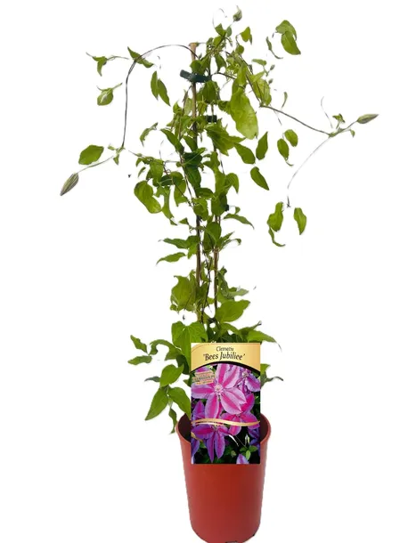 clematis-bees-jubilee-poj-4-l-producent-inna