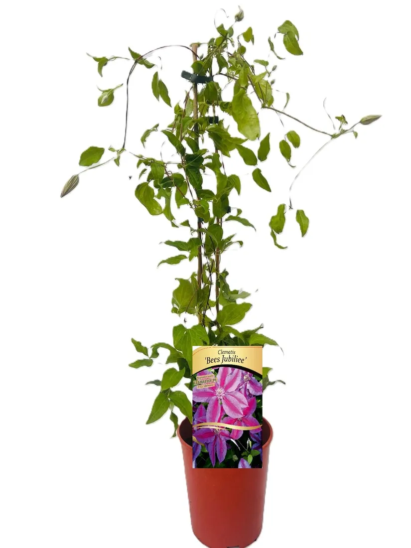 clematis-bees-jubilee-poj-4-l