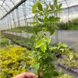 clematis-mary-rose-poj-4l