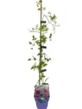 clematis-mary-rose-poj-4l-rodzaj-rosliny-powojnik