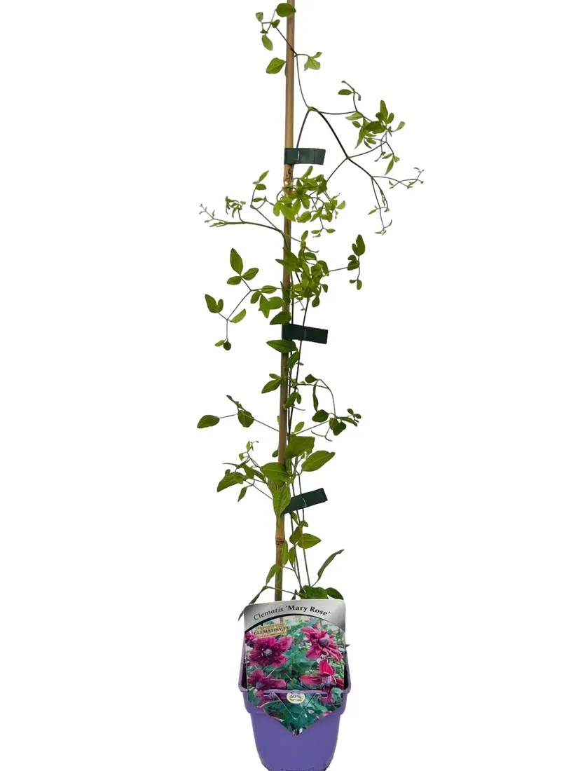clematis-mary-rose-poj-4l-rodzaj-rosliny-powojnik
