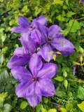 clematis-elsa-spath-poj-4l