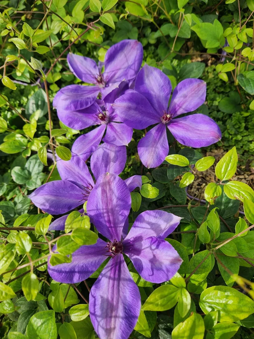 clematis-elsa-spath-poj-4l