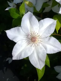 clematis-valge-daam-4l