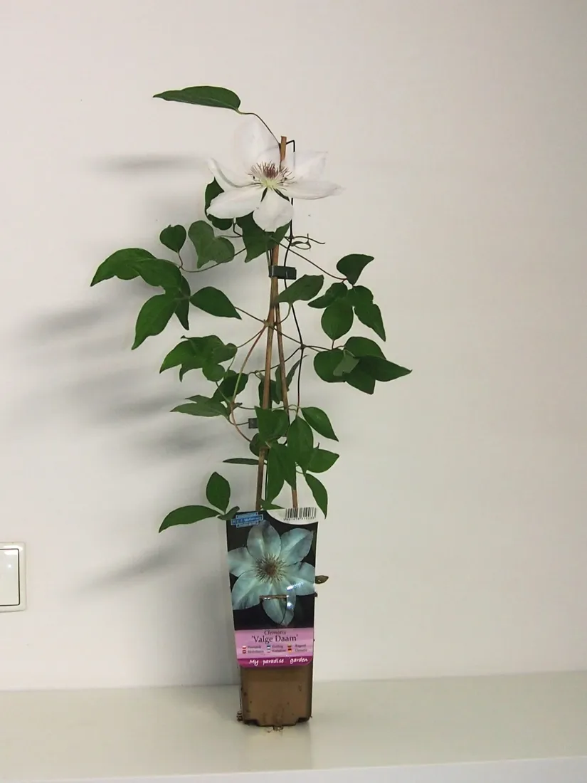 clematis-valge-daam-4l