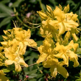 azalia-wielkokwiatowa-golden-lights-sadzonki-zolte-duze-kwiaty