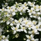clematis-alba-p9-c1-rodzaj-rosliny-powojnik