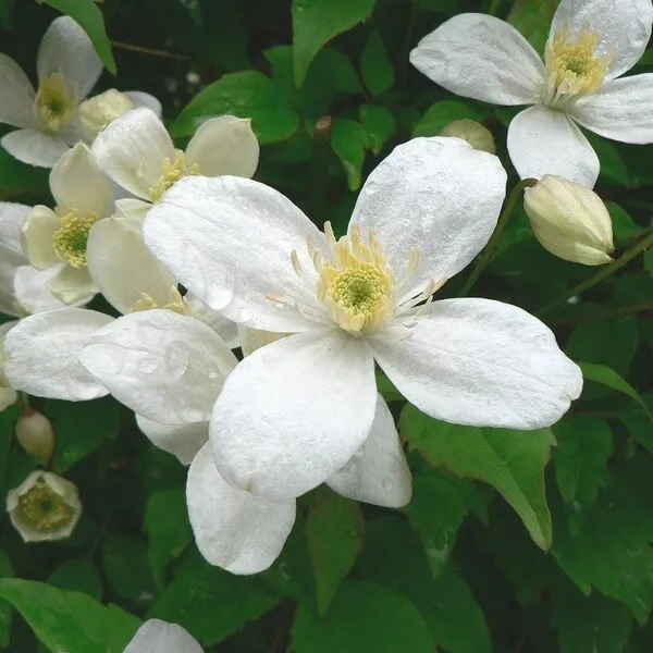 clematis-alba-p9-c1