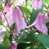 clematis-alionushka-p9-c1-rodzaj-rosliny-powojnik