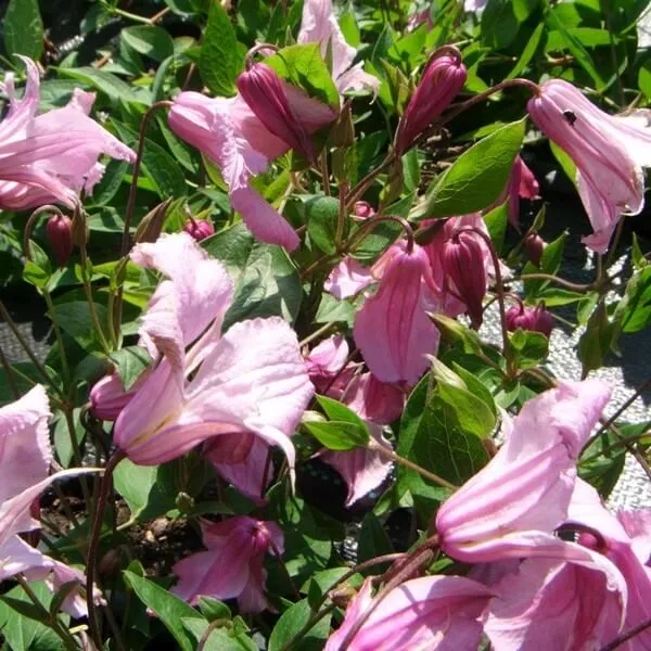 clematis-alionushka-p9-c1-rodzaj-rosliny-powojnik