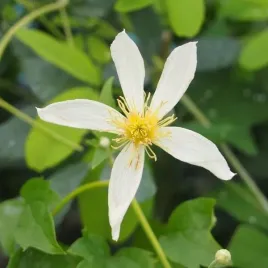 clematis-anita-botaniczny-poj-2l