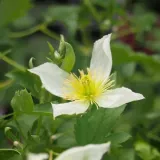 clematis-anita-botaniczny-p9-c1