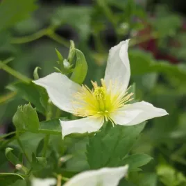 clematis-anita-botaniczny-p9-c1