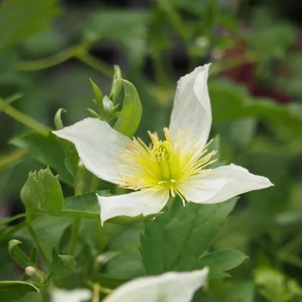 clematis-anita-botaniczny-p9-c1