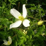 clematis-anita-botaniczny-p9-c1-rodzaj-rosliny-powojnik