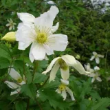 clematis-anita-botaniczny-p9-c1-nazwa-lacinska-clematis