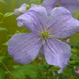 clematis-blekitny-aniol-viticella-p9-c1