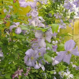 clematis-blekitny-aniol-viticella-poj-4l