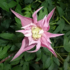 clematis-botaniczny-markham-s-pink-poj-4l