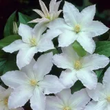 clematis-gladys-picard-poj-4l