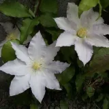 clematis-gladys-picard-poj-2l