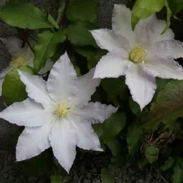 clematis-gladys-picard-poj-2l