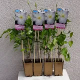 clematis-gladys-picard-poj-2l-rodzaj-rosliny-powojnik