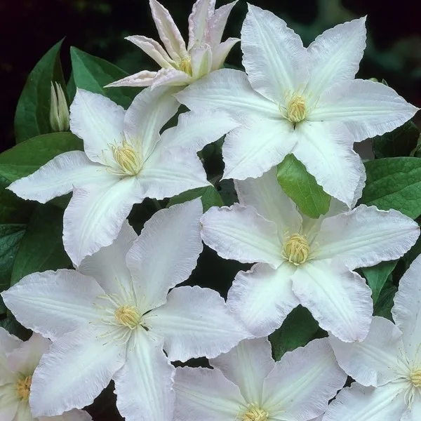 clematis-gladys-picard-poj-2l-producent-inna