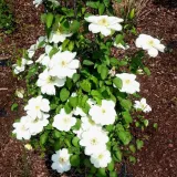 clematis-guernsey-cream-poj-4l-rodzaj-rosliny-powojnik