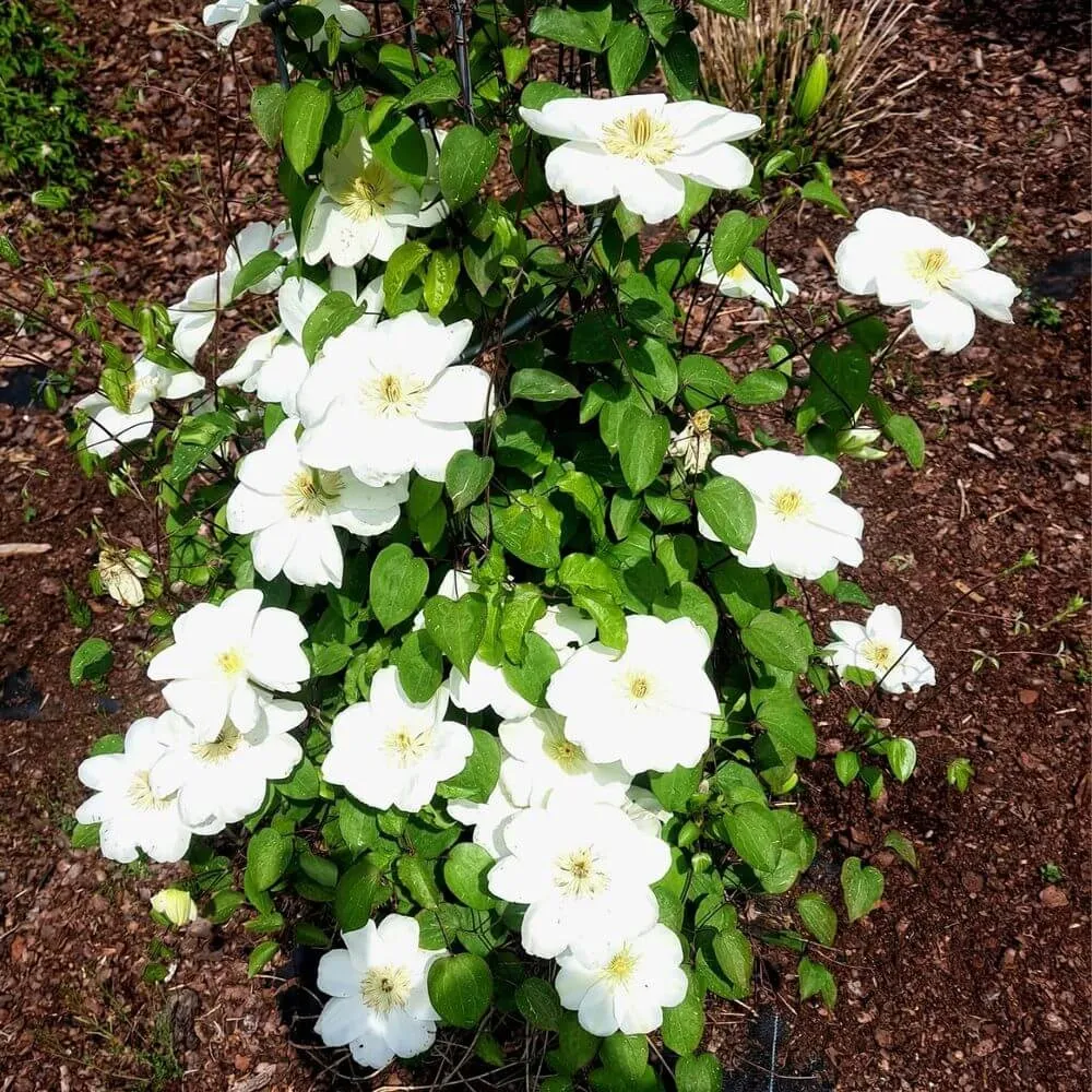 clematis-guernsey-cream-poj-4l-rodzaj-rosliny-powojnik