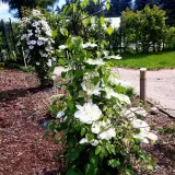 clematis-guernsey-cream-poj-4l-producent-inna