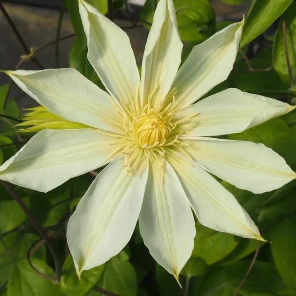 clematis-guernsey-cream-poj-4l-rodzaj-rosliny-powojnik-producent-inna