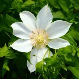clematis-guernsey-cream-poj-4l-rodzaj-rosliny-powojnik-nazwa-lacinska-clematis