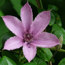 clematis-hagley-hybrid-wielkokwiatowy-p9-c1