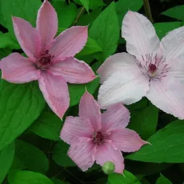 clematis-hagley-hybrid-wielkokwiatowy-poj-2l