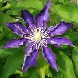clematis-hakuookan-wielkokwiatowy-p9-c1