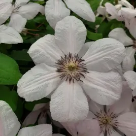 clematis-jan-pawel-ii-wielkokwiatowy-poj-2l